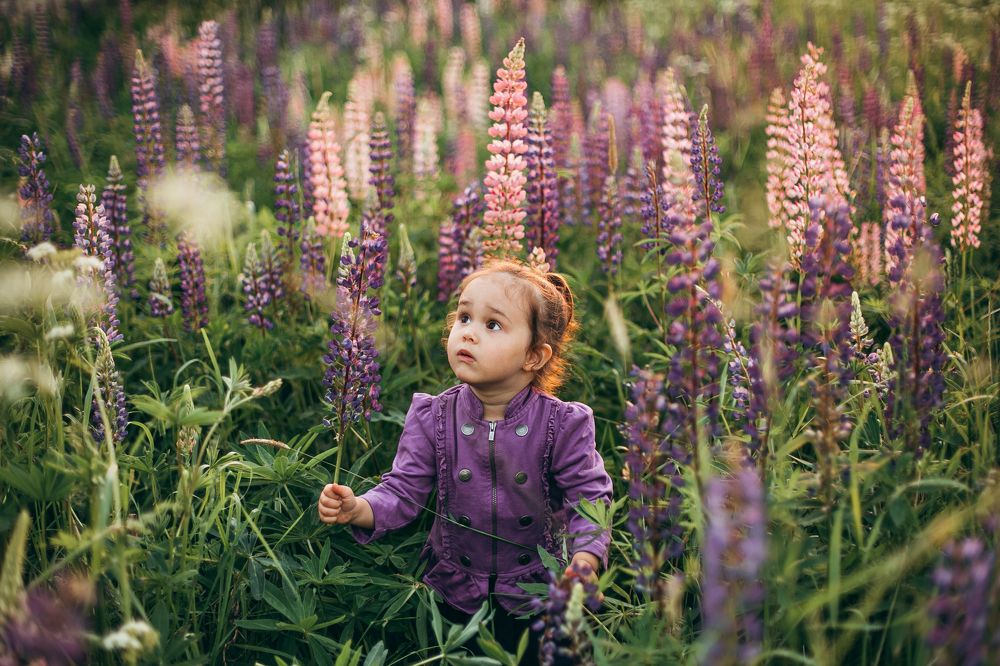 Удивительный люпин!