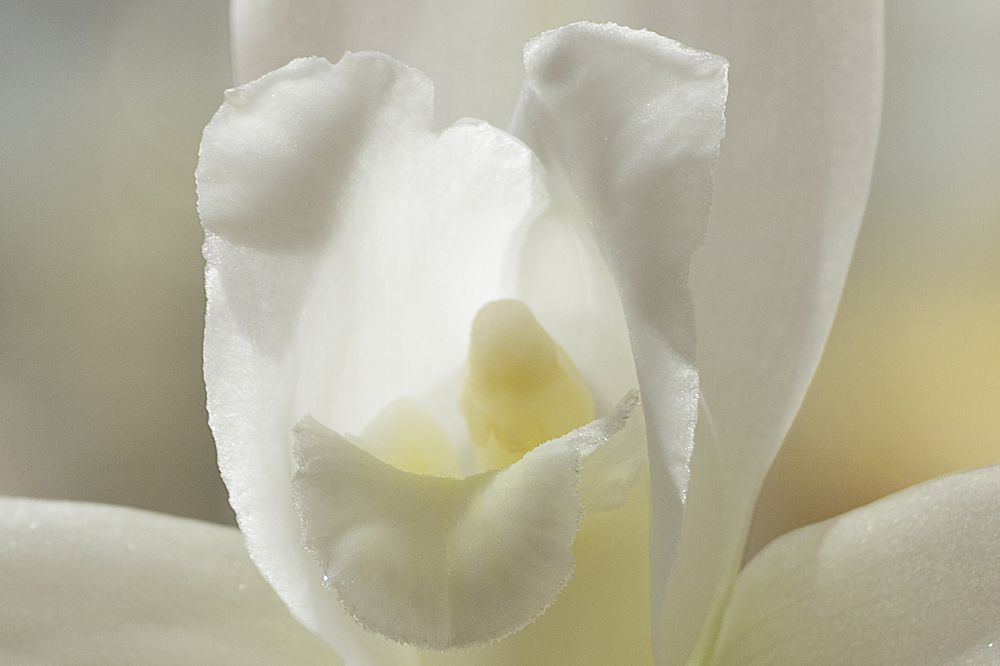 Lycaste Skinneri Alba