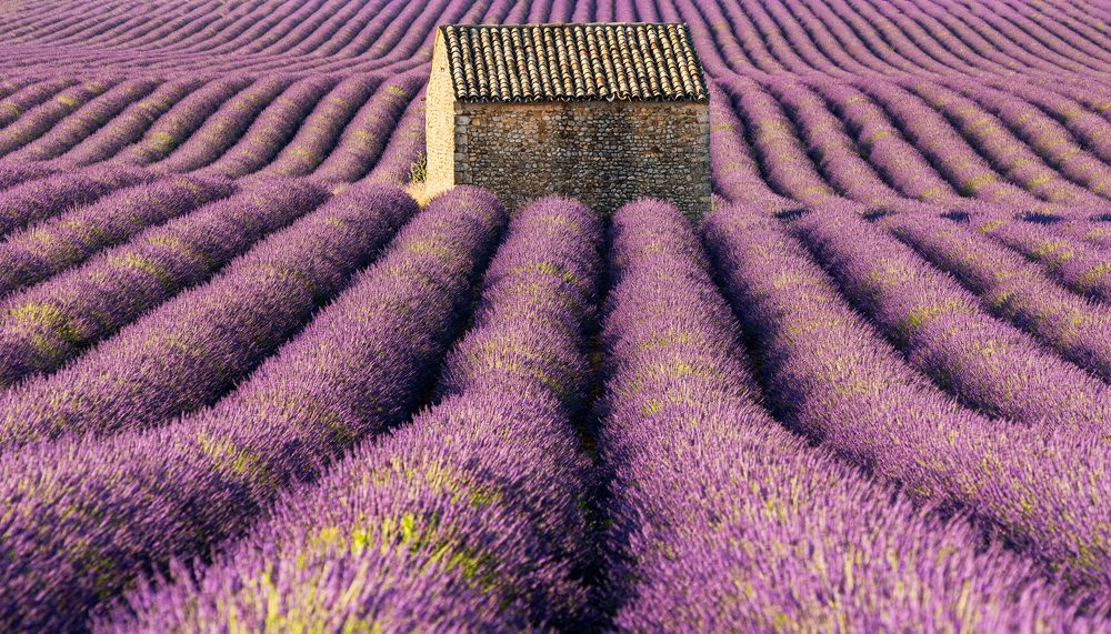 Лавандовое поле в Валансоле