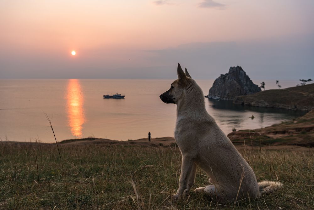 Stray dogs around the world