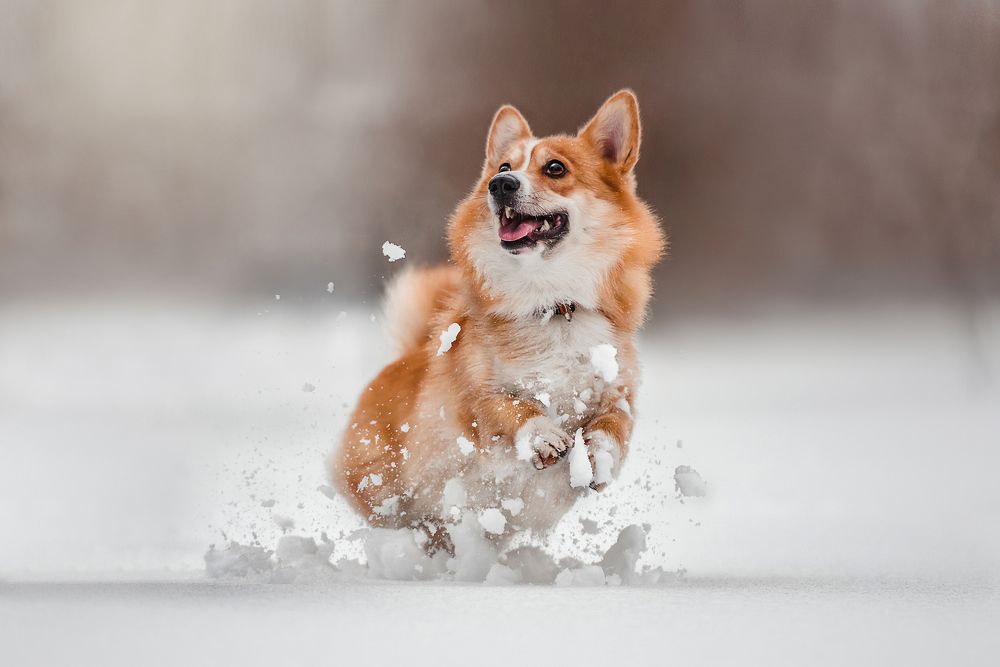 Фотография автора PO IRINA