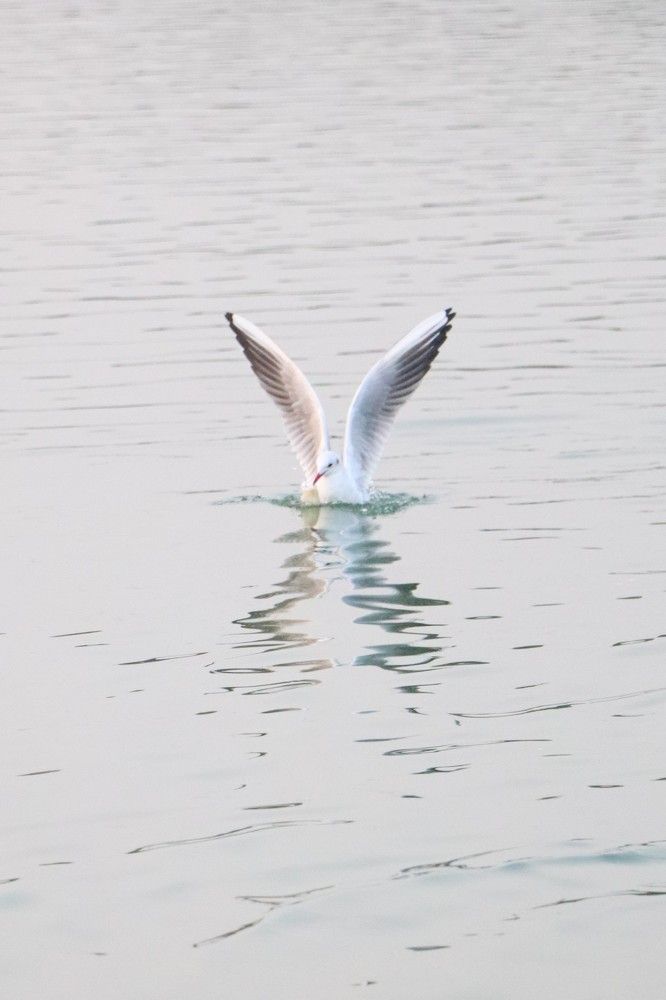 Dancing on the water