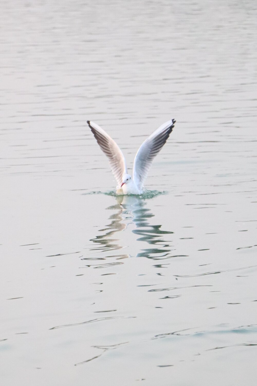Dancing on the water