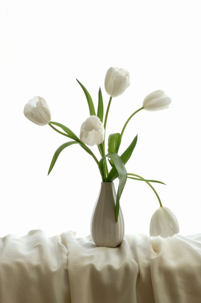 Silkiness of tulips
