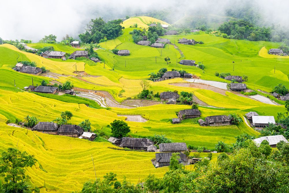 Ban Phung ripe rice season