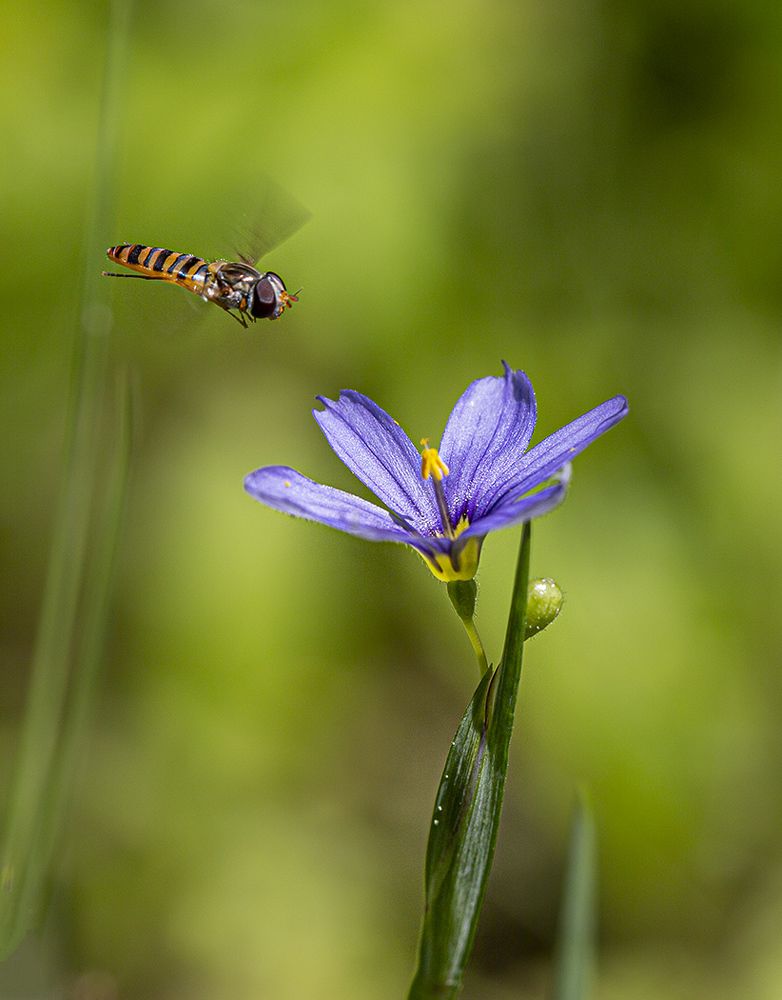 Импортный продукт