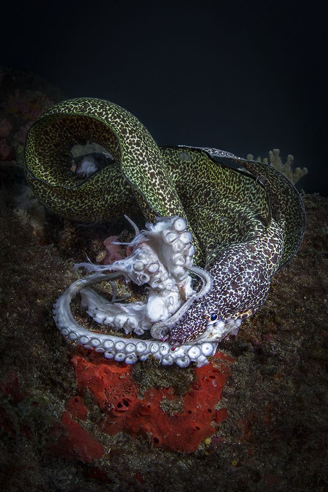 Фотография автора Paula Vianna