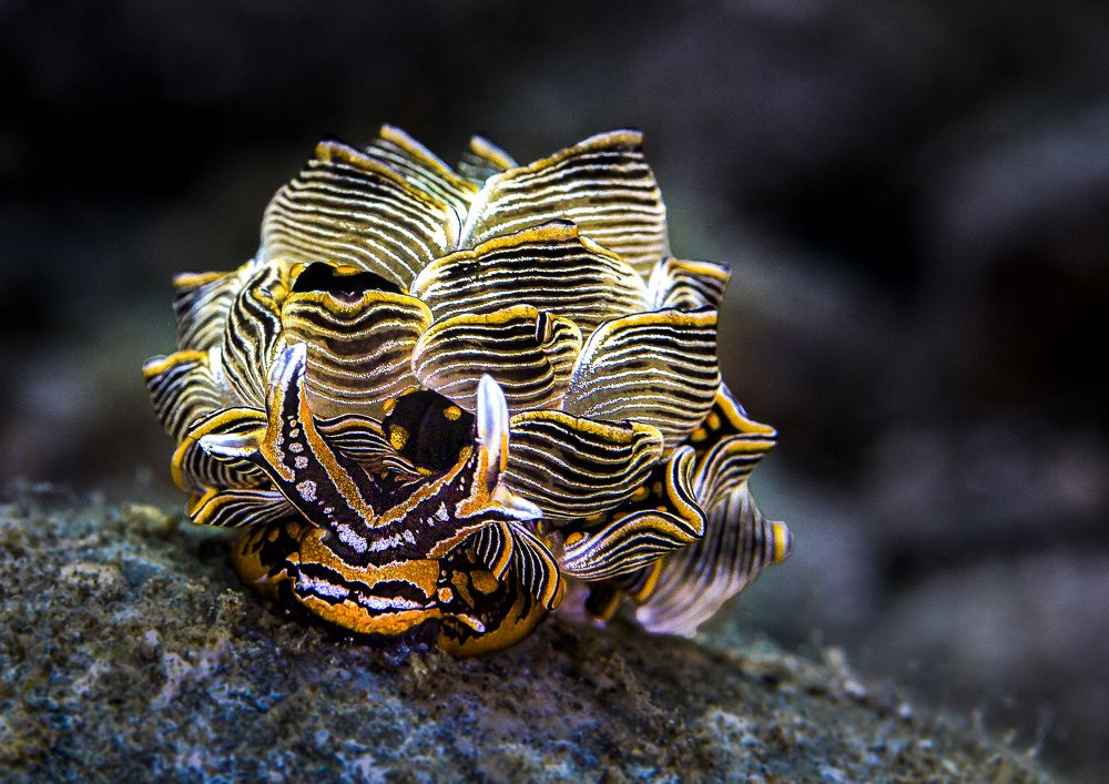 Фотография автора Paula Vianna