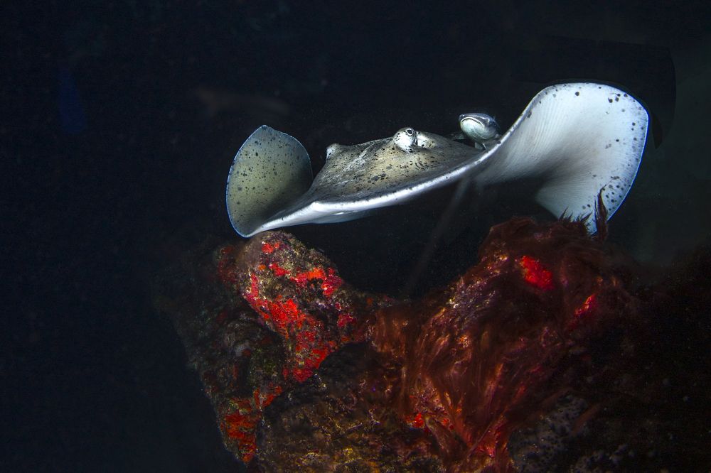 Фотография автора Paula Vianna