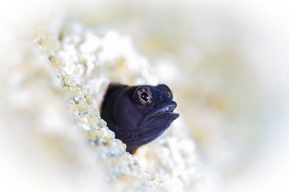 Фотография автора Paula Vianna