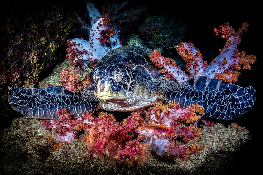 Фотография автора Paula Vianna