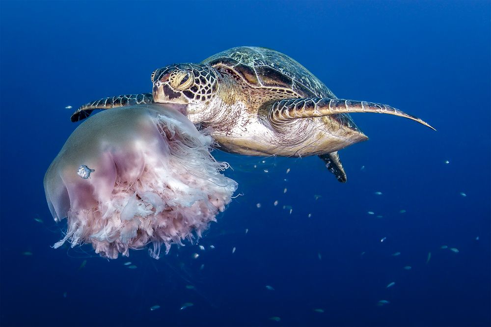 Real food, not plastic