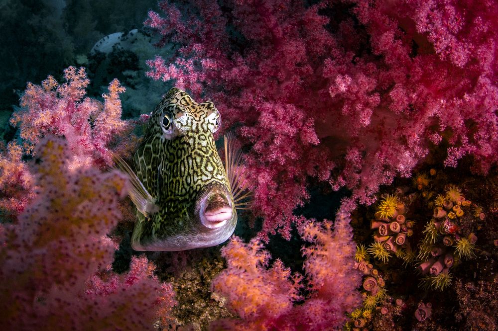 Фотография автора Paula Vianna