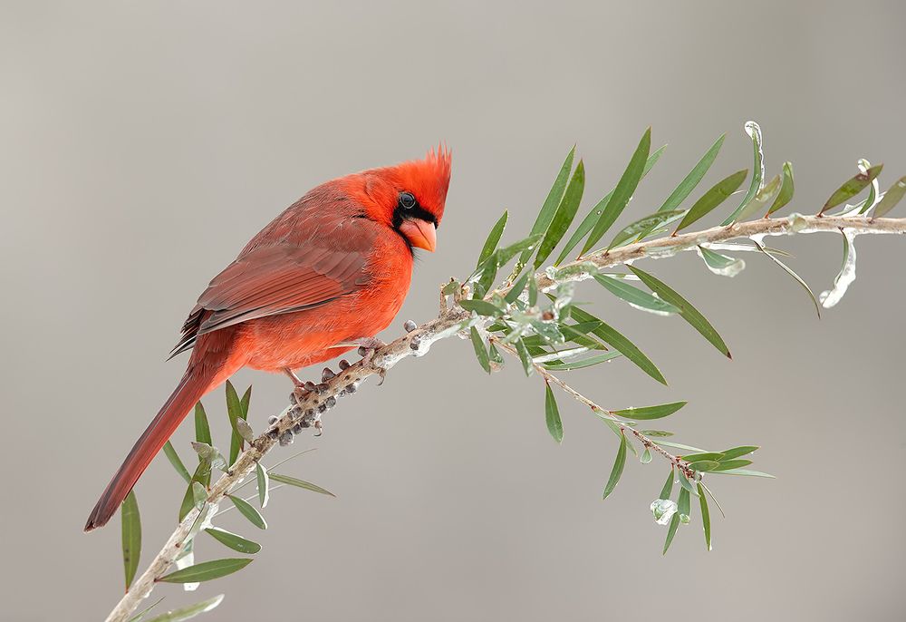 Northern Cardinal male - Красный кардинал самец