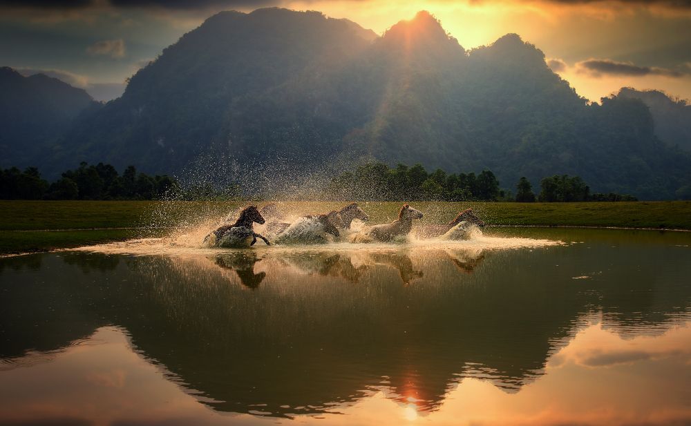 The herd of horses crossed the river