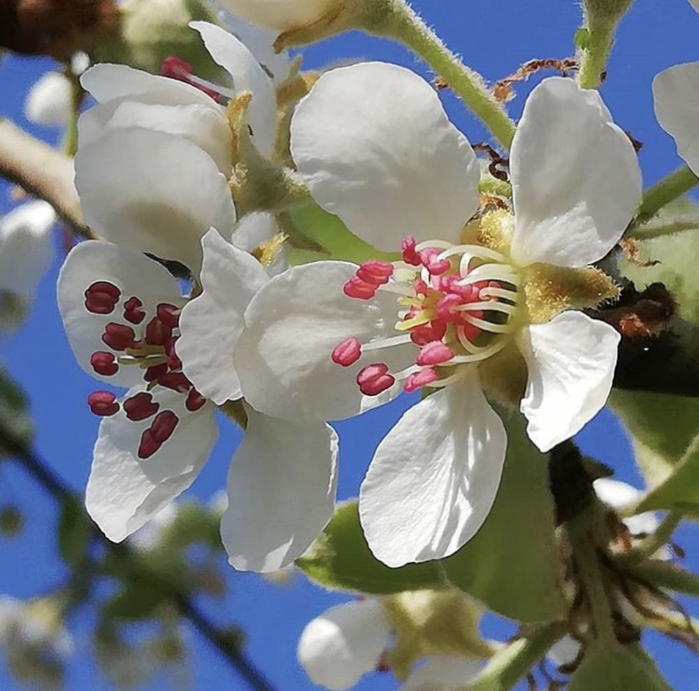 Photograph by Лена Гобена