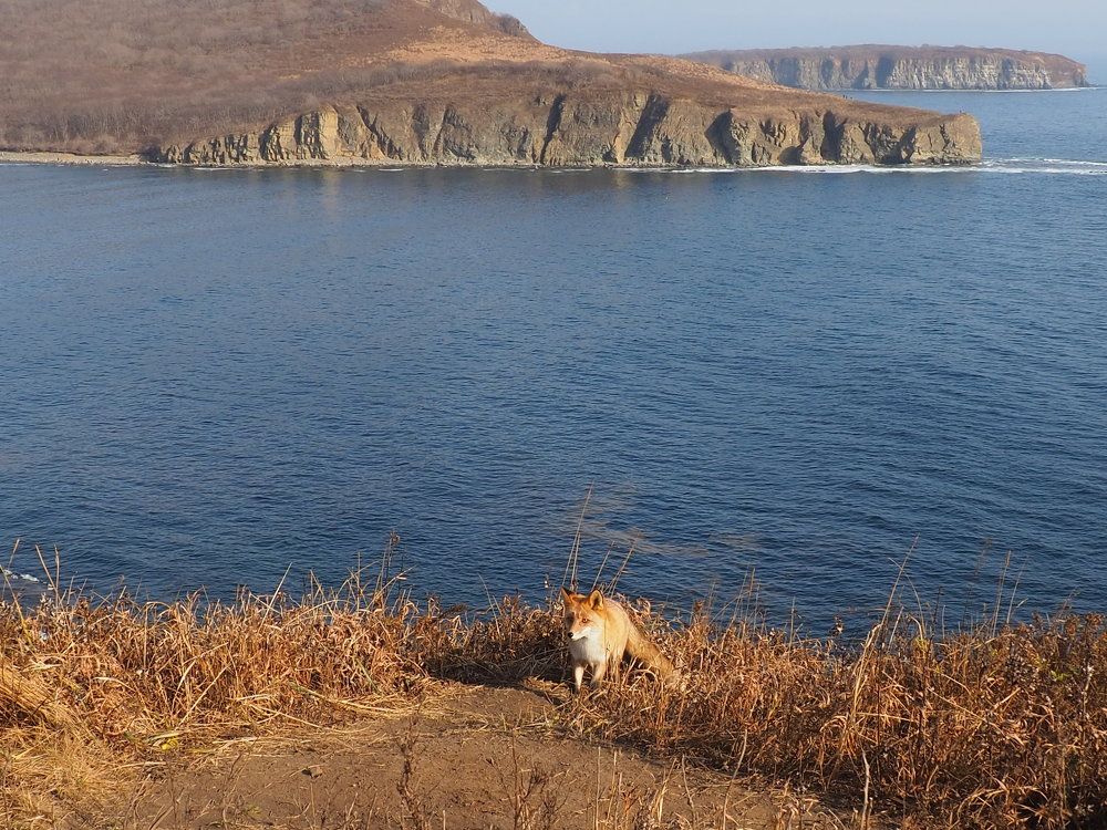 Лиса у моря.