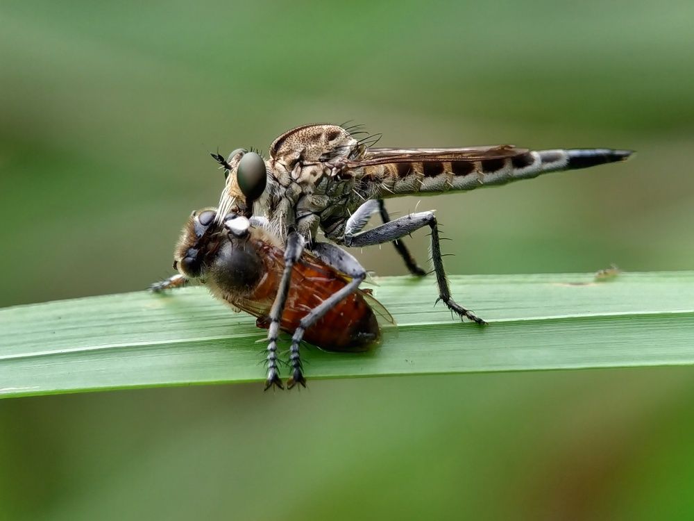 Robberfly Kill With Honey Bee