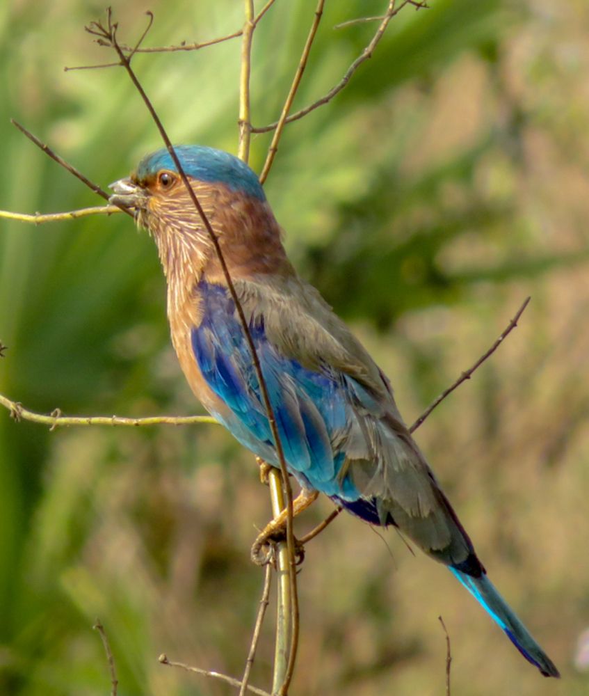 Photograph by Susmita Paul