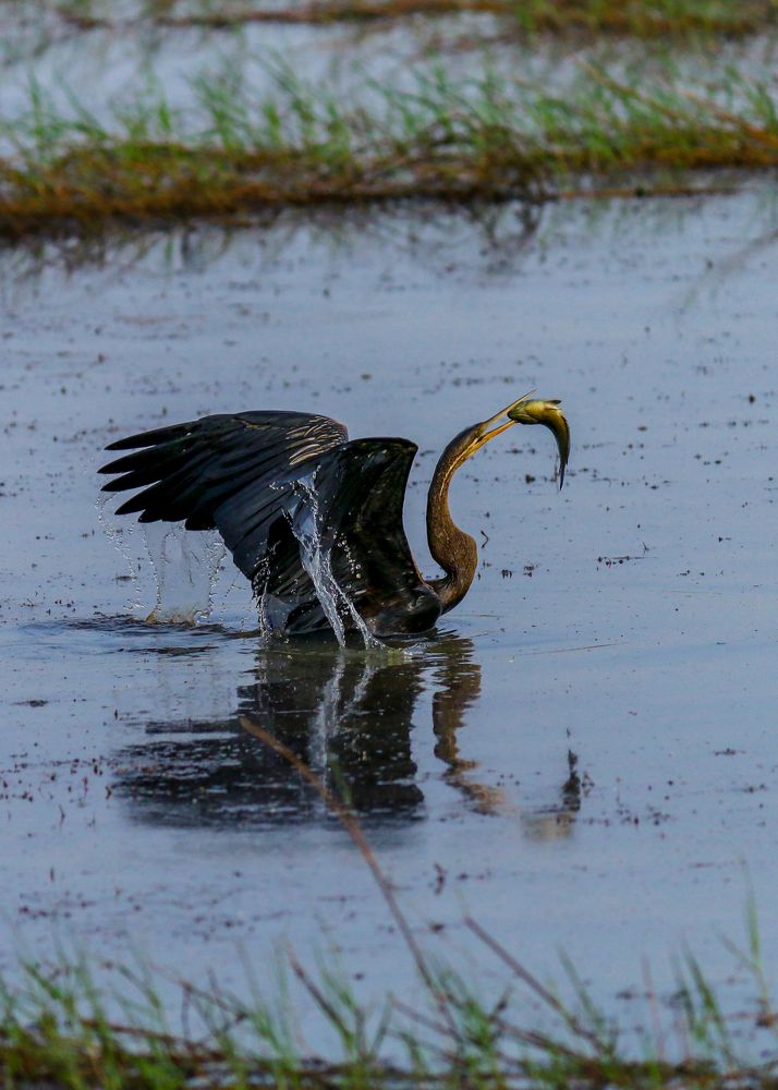 Photograph by Prasad Kn