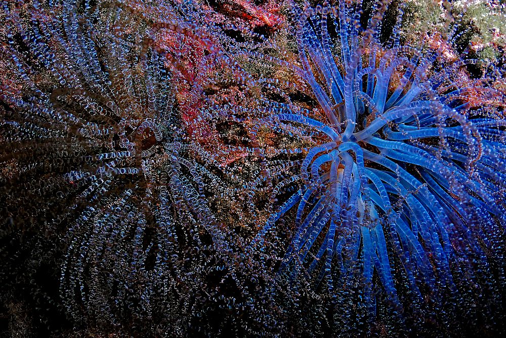 Photograph by Alain NEGRONI