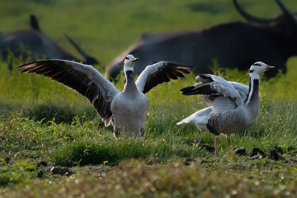 Фотография автора Adarsh Ojha