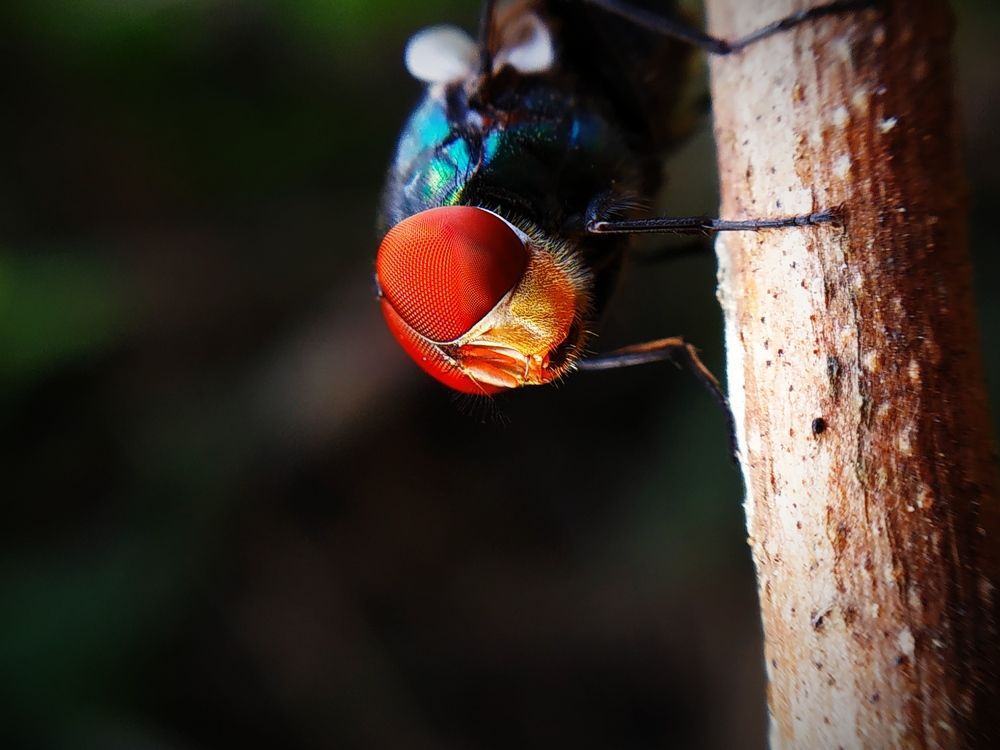 Photograph by Raj Purkait Raj