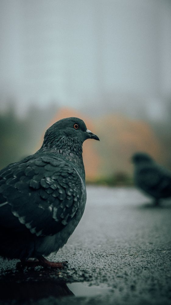 Городские стражи
