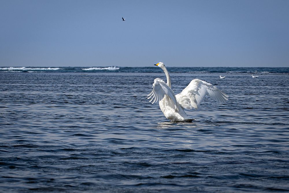 Лебеди прилетели