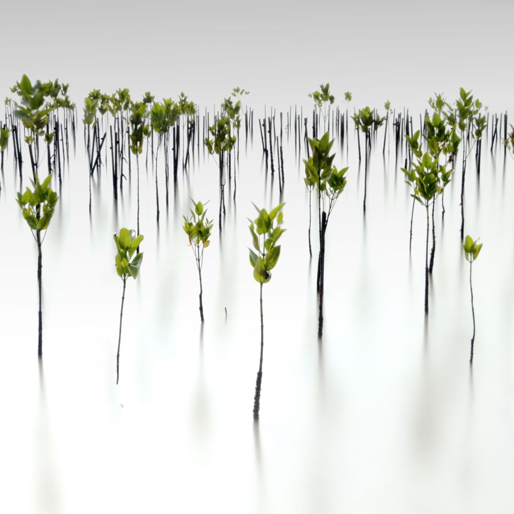 Фотография автора soo mui loh