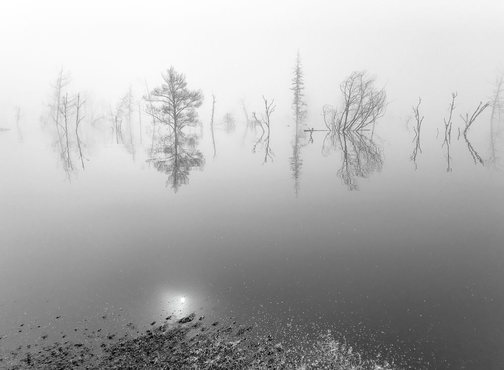 Flooded forest, Angara river, Russia