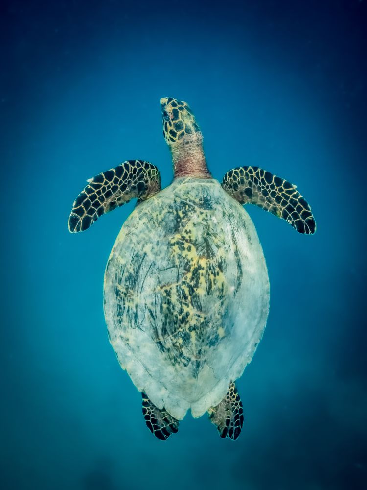 Photograph by Alexander Plakida