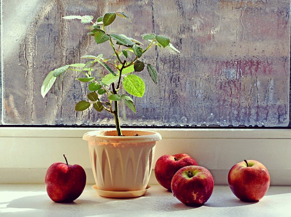Яблоки на окне .