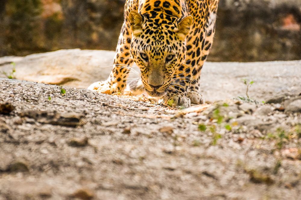 Spots and Stripes – The Leopard