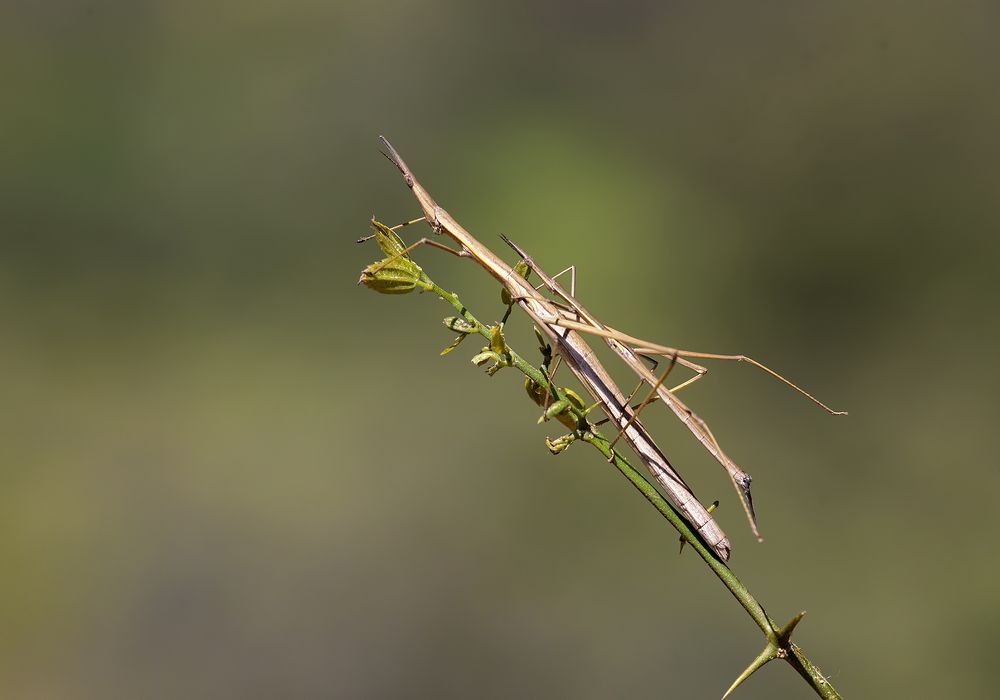 Photograph by Esteban Argerich