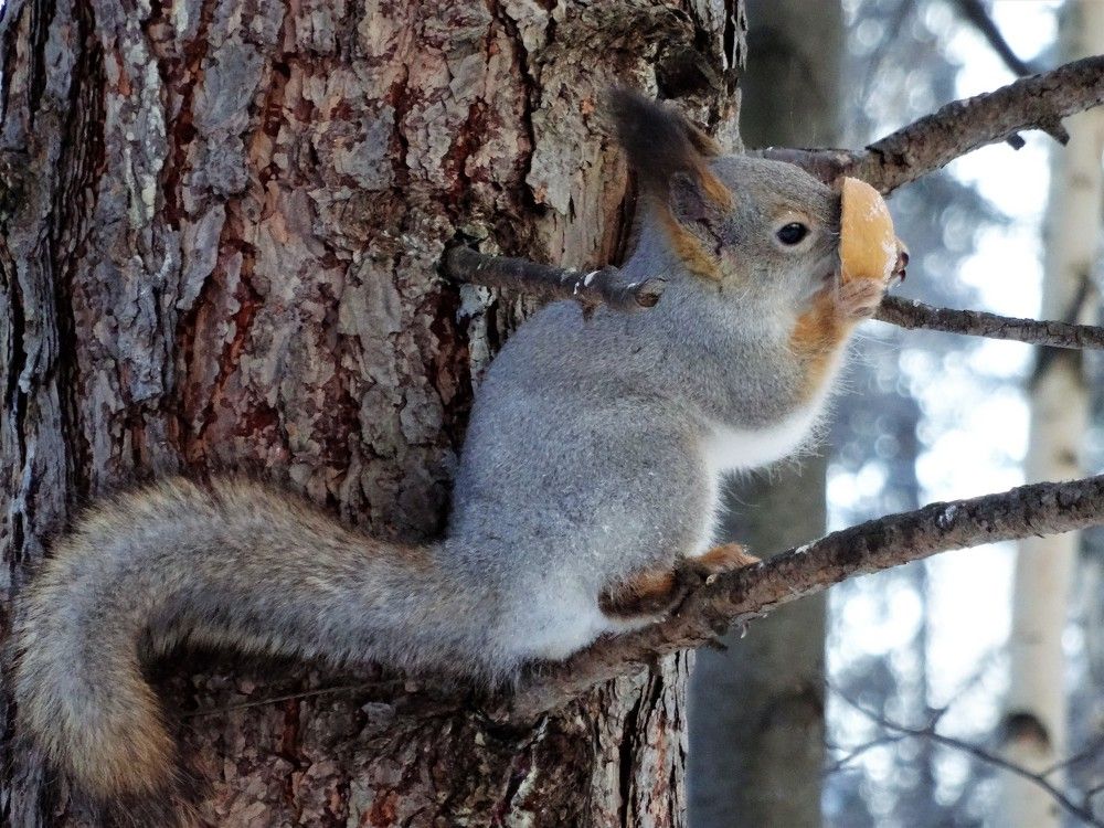 Photograph by Устюжанина Елена