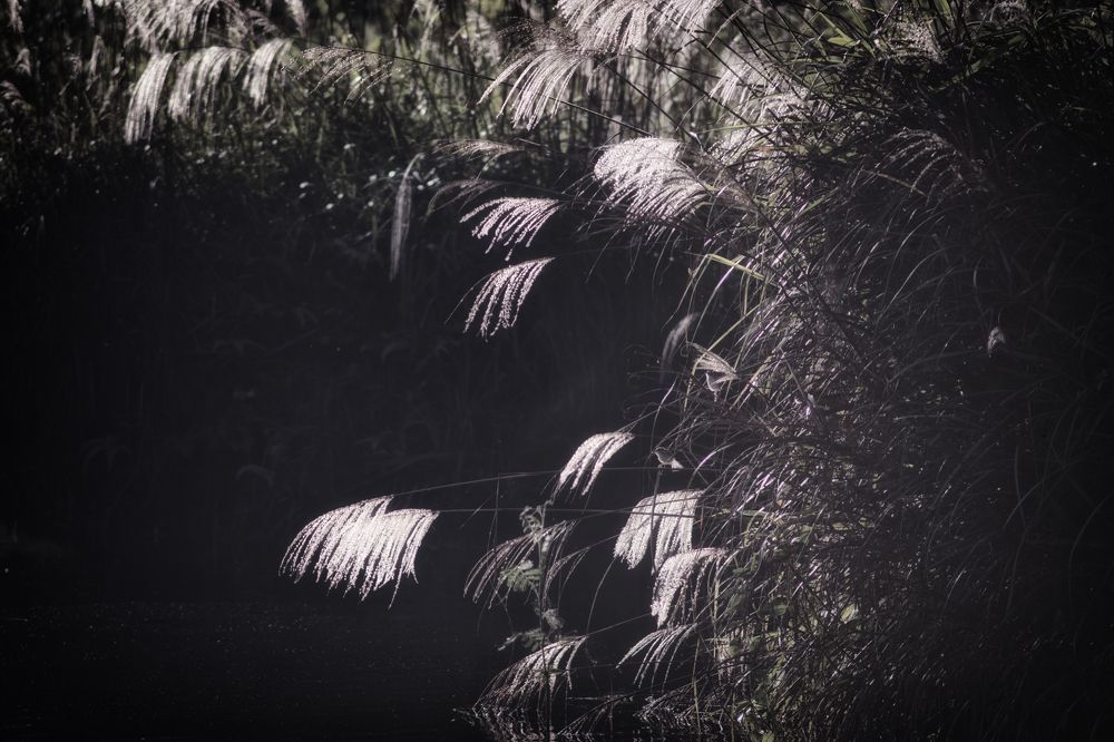 Photograph by phuong