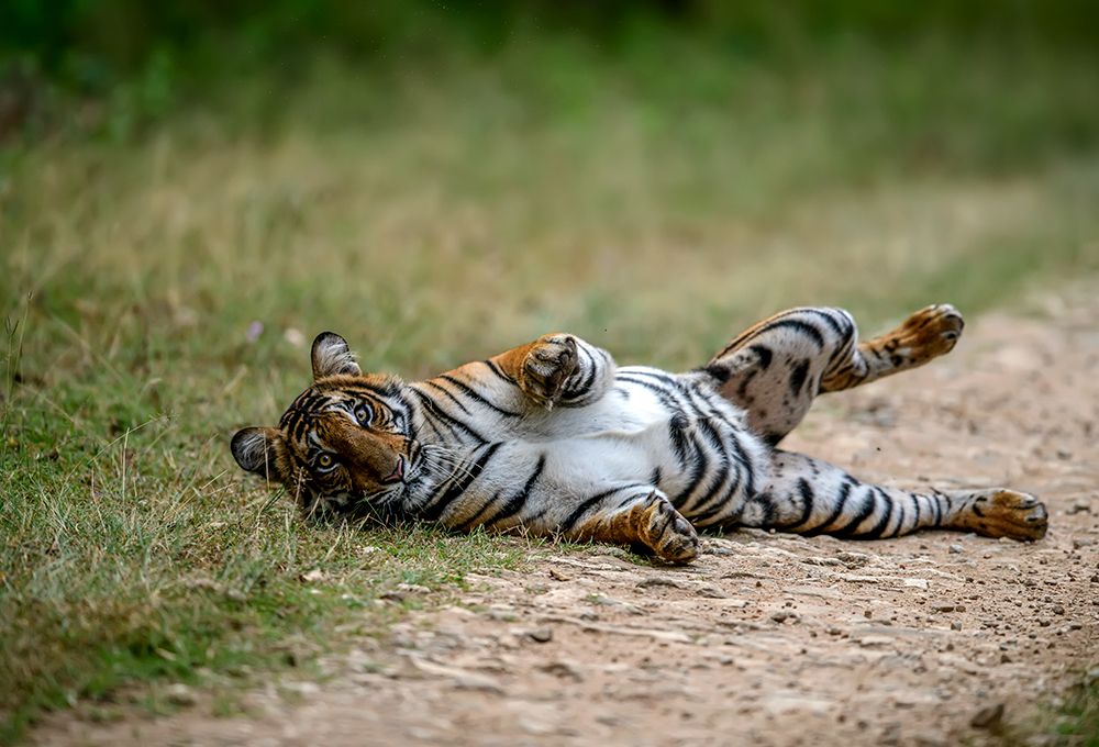 Photograph by PRADEEP SOMAN