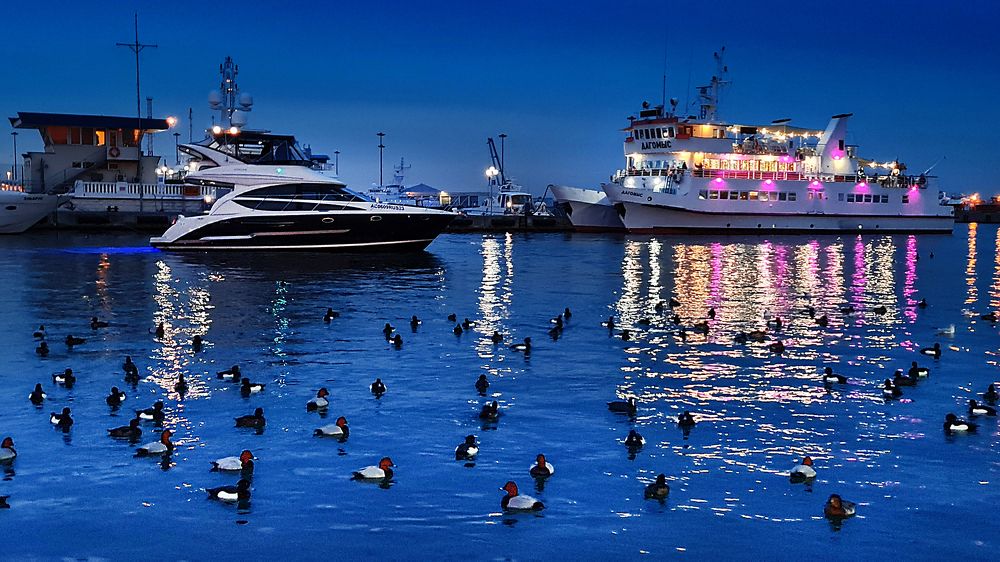 Рождество в Сочинской гавани