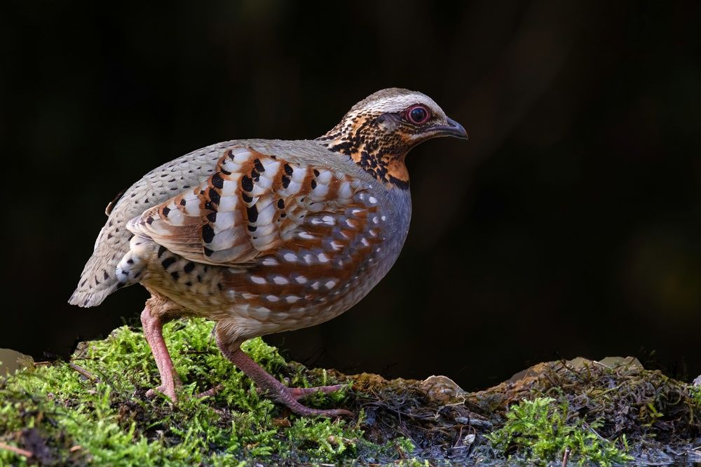 Фотография автора Vijay Singh