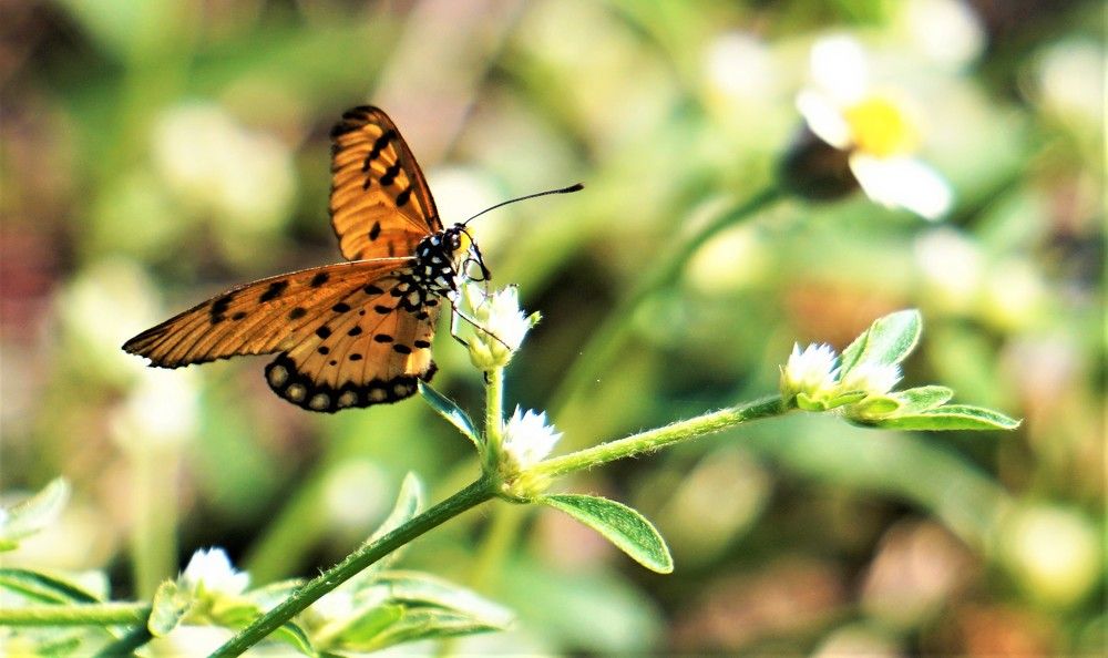 Photograph by Diya Chakraborty