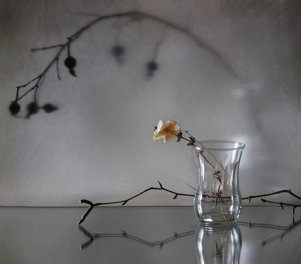 Фотография автора Дарья Шамакина