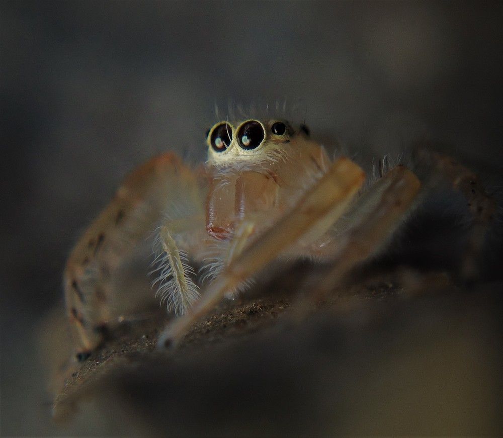 Posing Salticidae