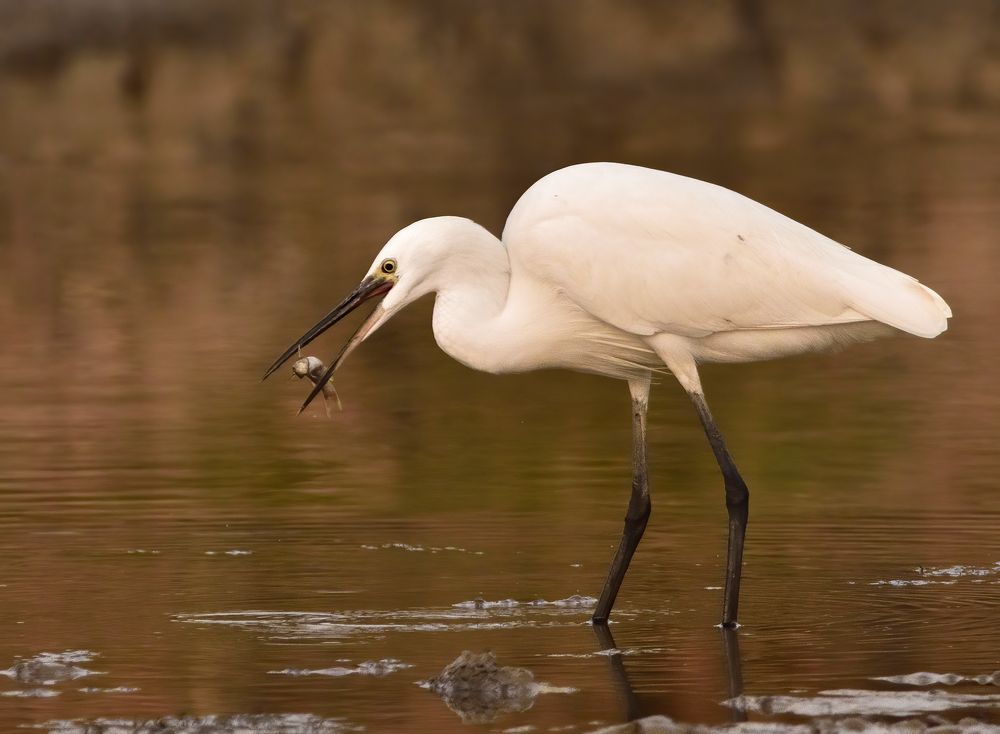 egret toss the fish