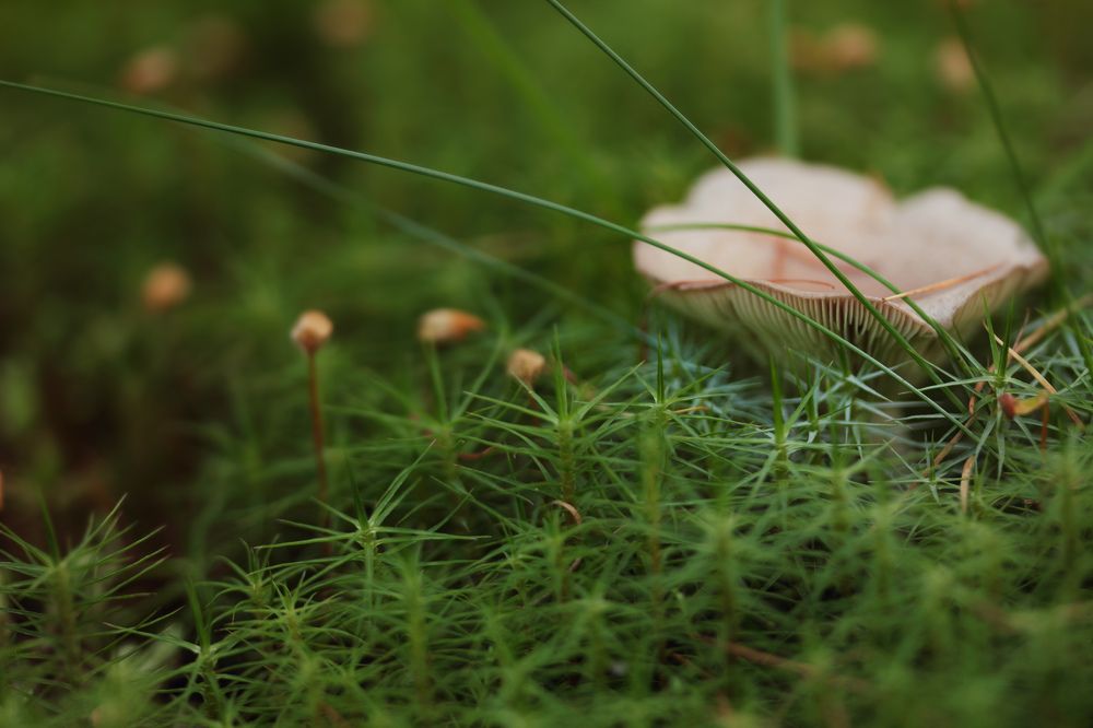 В зелёных моховых зарослях