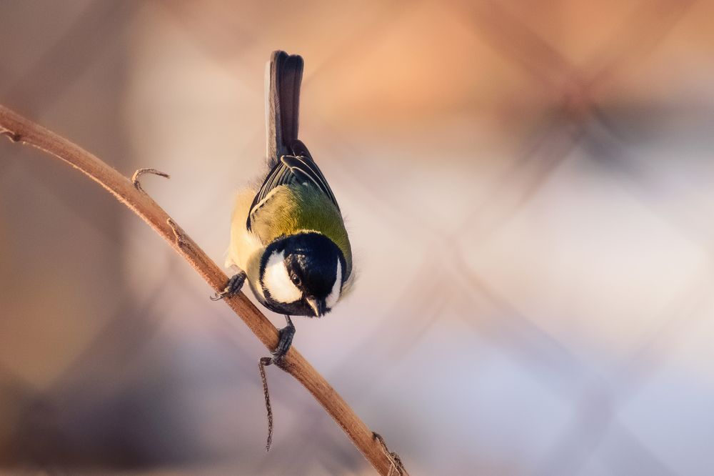 Photograph by Дмитрий Огольцов