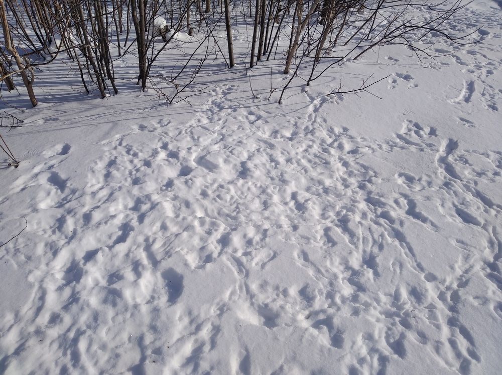 Следы на снегу.