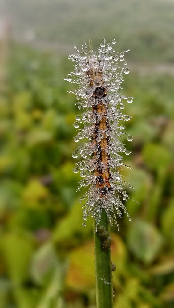 Photograph by Subhajit Jana