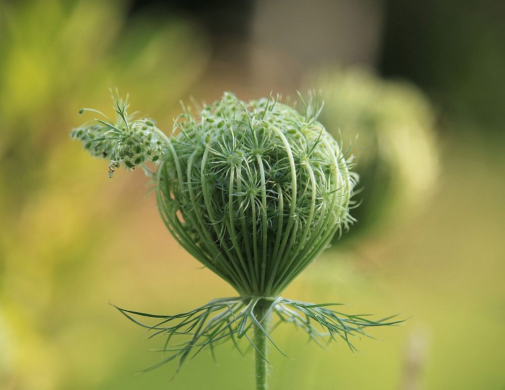 Photograph by Nina Pugach