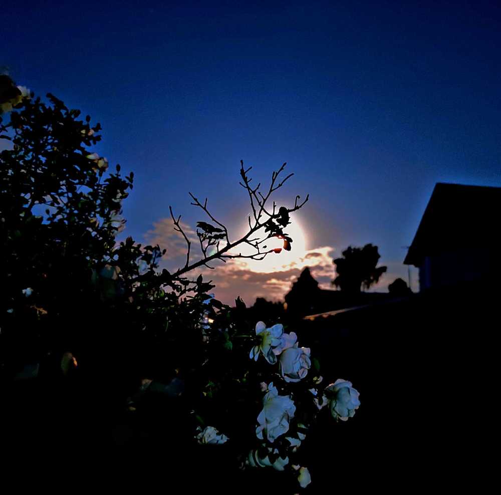 Летняя ночь при луне.